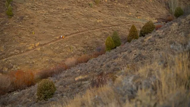 Lone runner moving through golden Idaho hillside